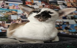 Oriental cats for sale: Beautiful Pedigree Oriental Shorthair  - Image 4