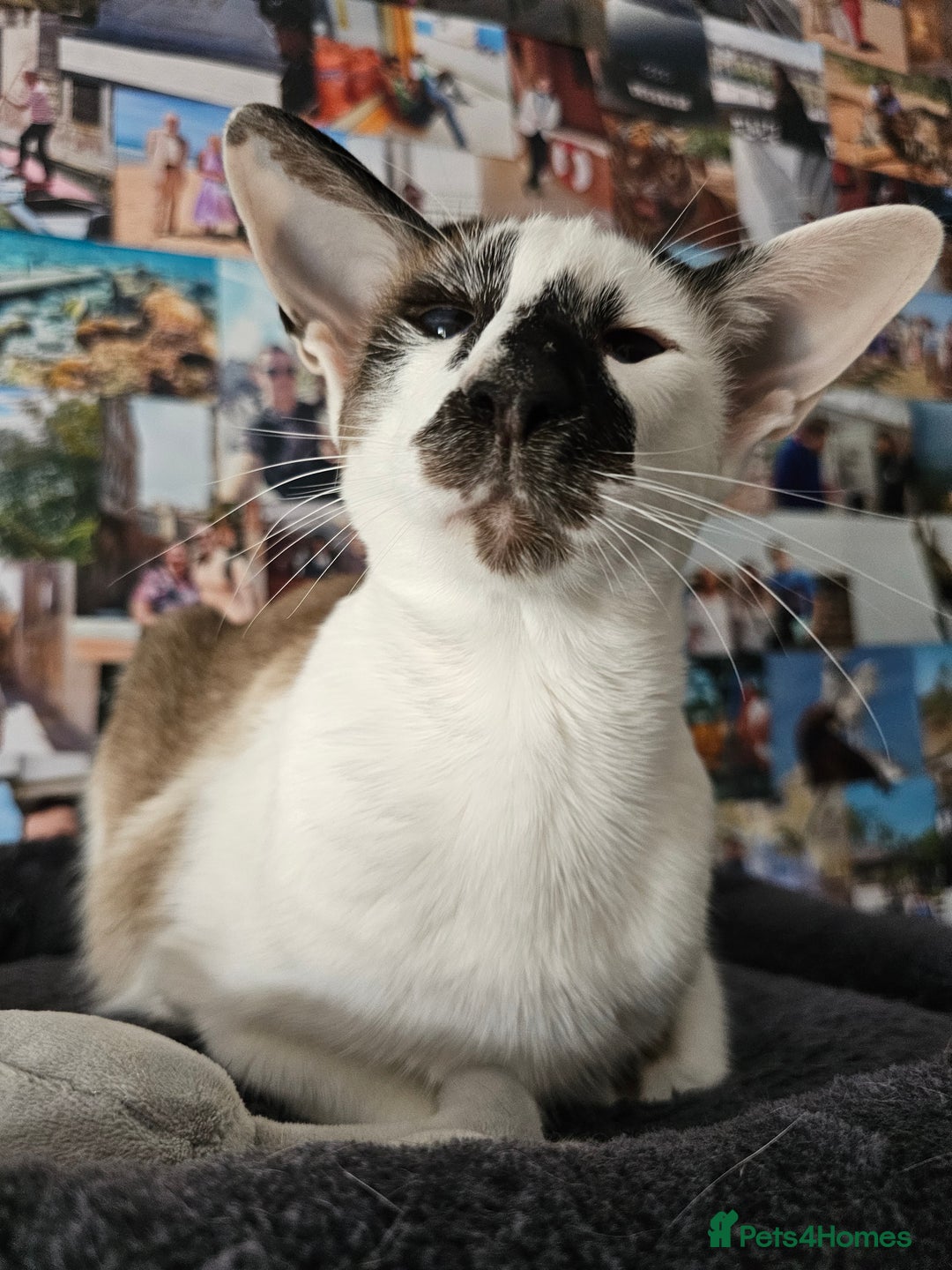 Oriental cats for sale: Beautiful Pedigree Oriental Shorthair  - Image 4
