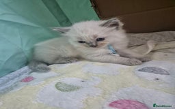 Ragdoll cats for sale: Beautiful Ragdoll Kittens, GCCF & Tica Registered - Image 32