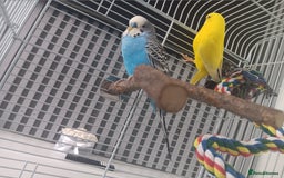 Budgerigars birds for sale: 2 budgies with cage  - Image 5