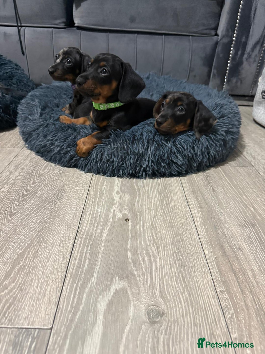Miniature Dachshund dogs for sale: 8 Week Old Miniature Dachshund Puppies  - Advert 11