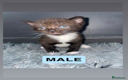 Mixed Breed cats for sale: 1/4 British Shorthair Kittens - Image 6