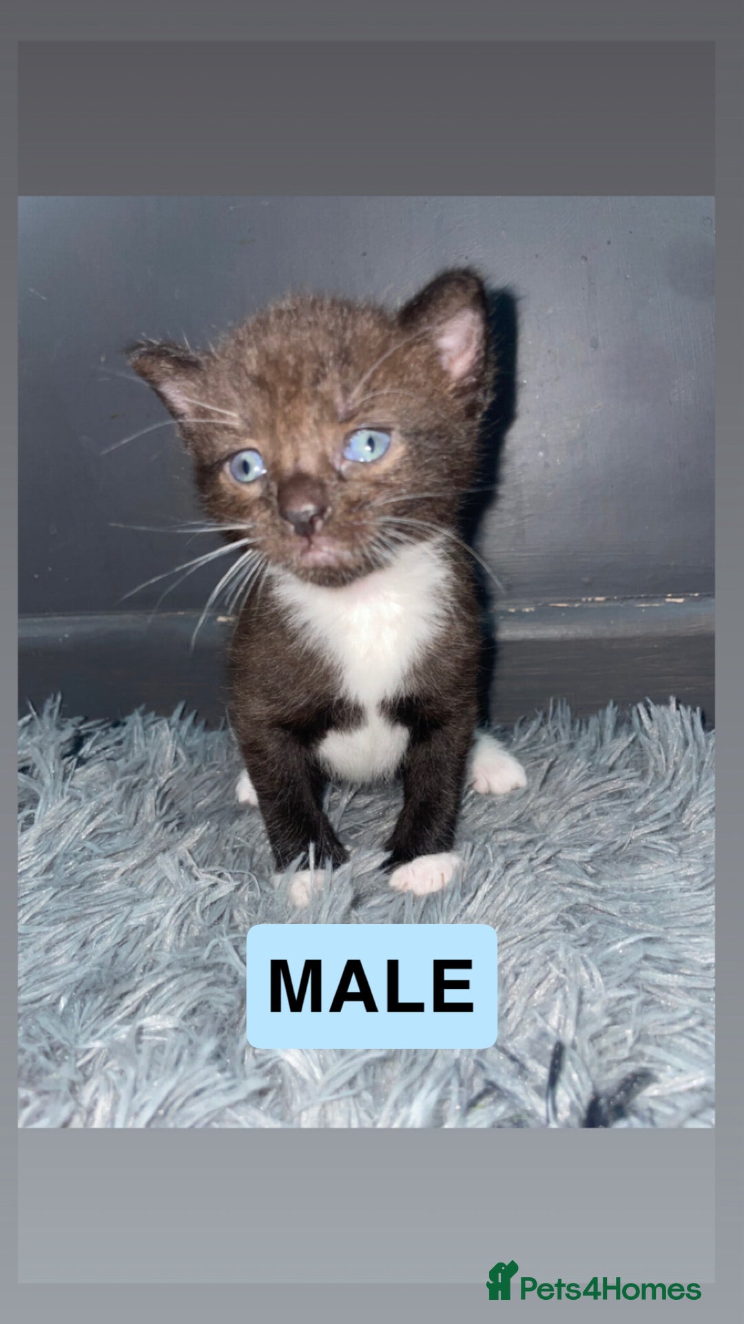 Mixed Breed cats for sale: 1/4 British Shorthair Kittens - Image 6