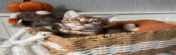Bengal cats for sale: 🐆Exceptional Pedigree Bengal Kittens 🐆 - Advert 20