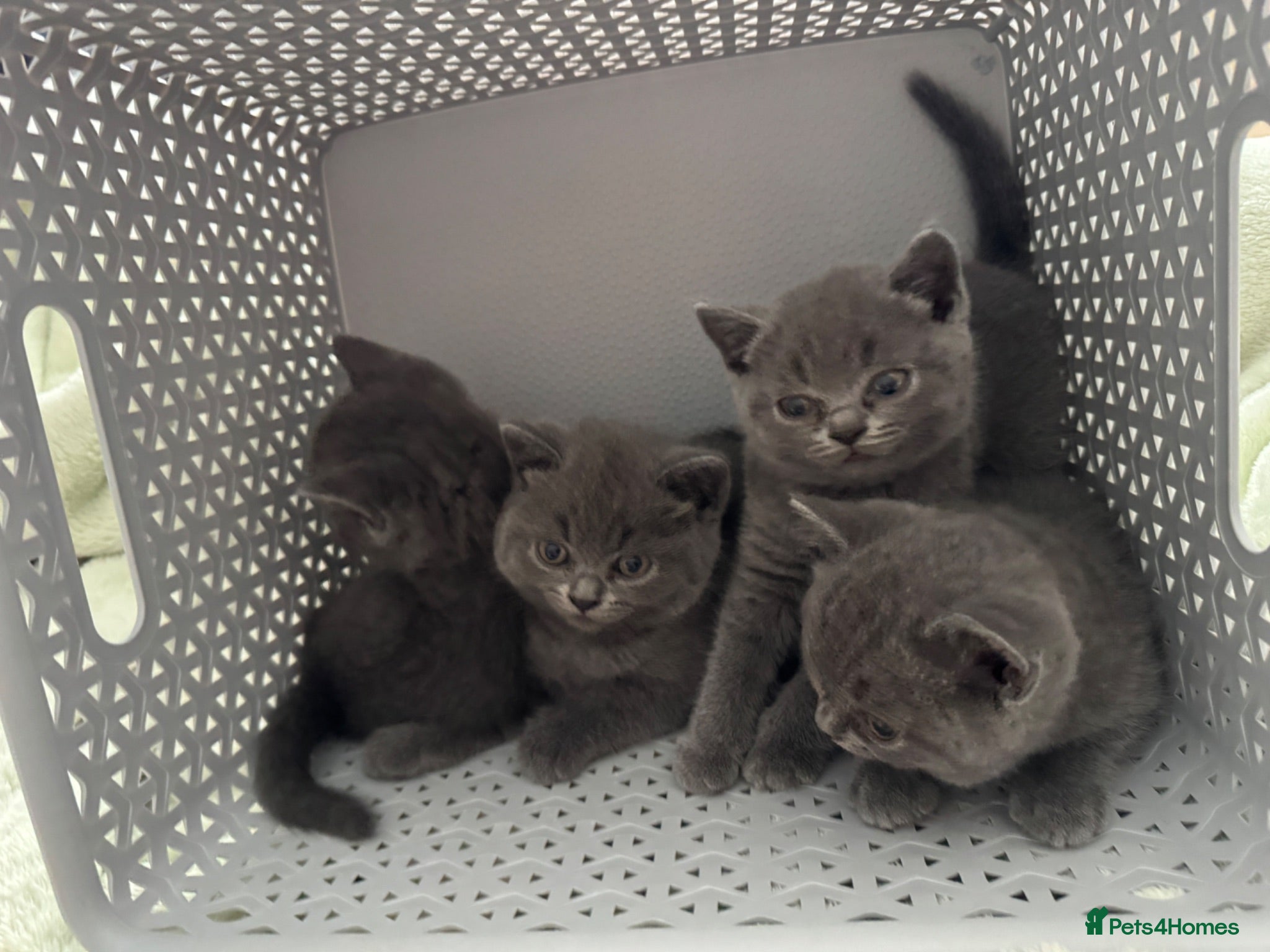 British Shorthair cats 2 beautiful British Short Hair female kittens - Advert 2