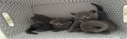British Shorthair cats for sale: 2 beautiful British Short Hair female kittens in Buckingham - Advert 1