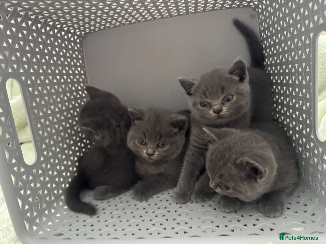 British Shorthair cats for sale: 2 beautiful British Short Hair female kittens in Buckingham - Advert 1