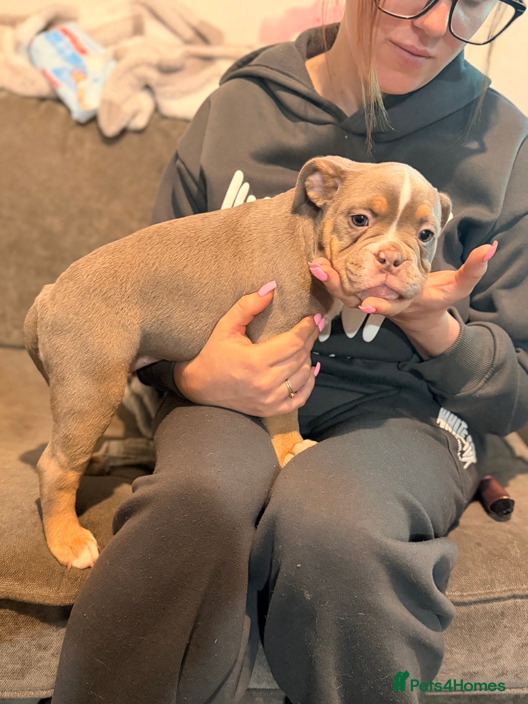 Olde English Bulldogge dogs for sale: Beautiful girls!!  - Advert 3