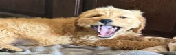 Mini Goldendoodle dogs for sale: Health-Tested Family Happy Sociable Goldendoodles - Advert 6