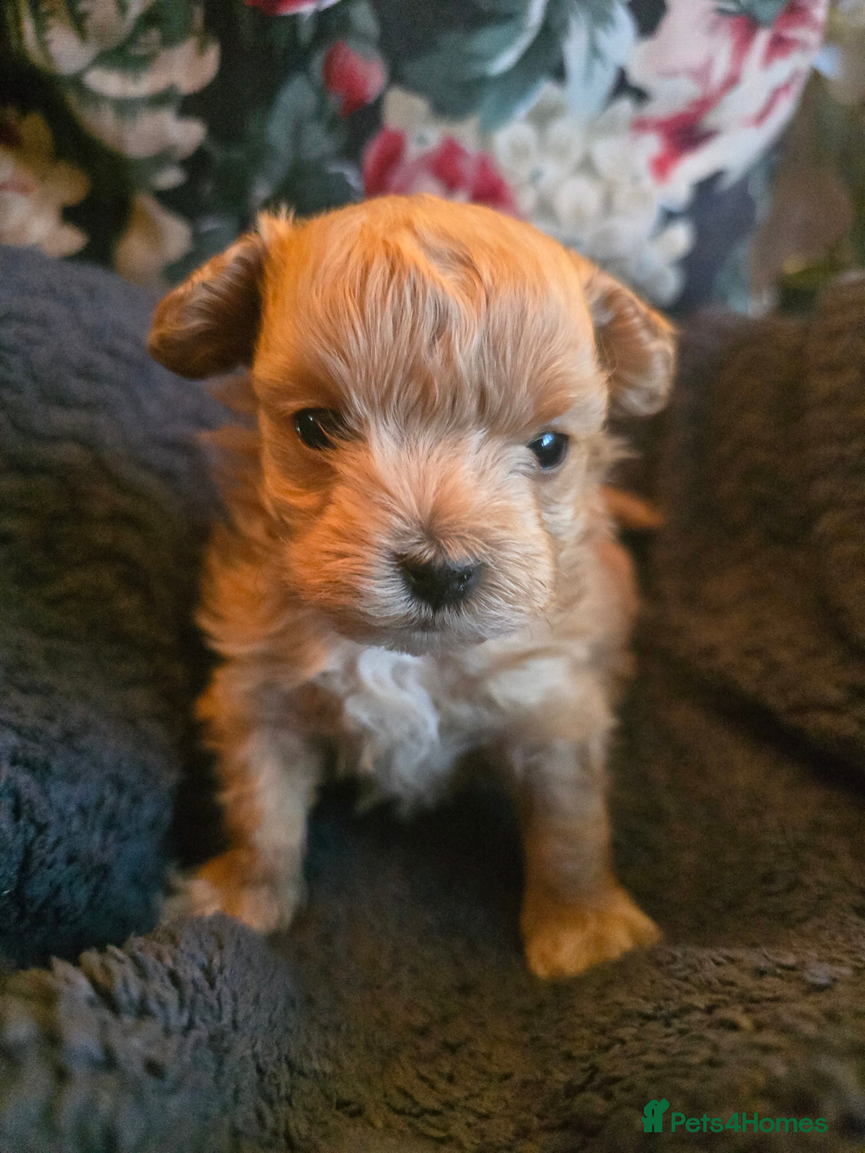 Maltipoo dogs Beautiful F1 maltipoo looking forever home ❤️🐶 - Advert 4