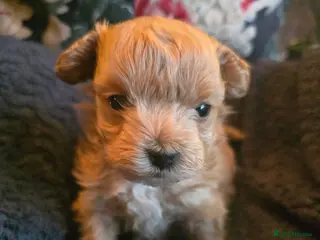 Maltipoo dogs Beautiful F1 maltipoo looking forever home ❤️🐶 - Advert 6