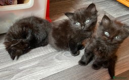 Mixed Breed cats for sale: Only 2 fluffy female black kittens left - Image 2