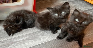 Mixed Breed cats - Advert 8