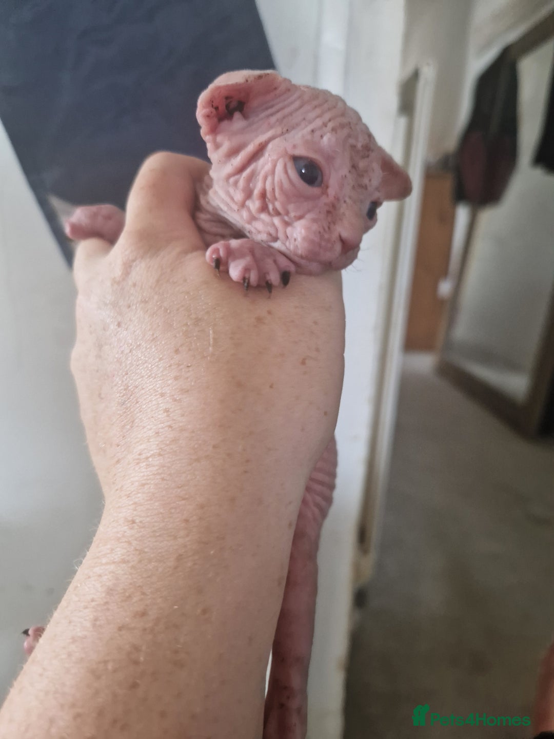 Sphynx cats for sale: 5 beautiful babies looking for forever families  - Image 3