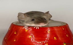 Mouse rodents for sale: Fancy mice - Image 1