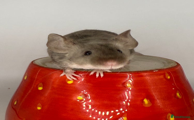Mouse rodents - Advert 1