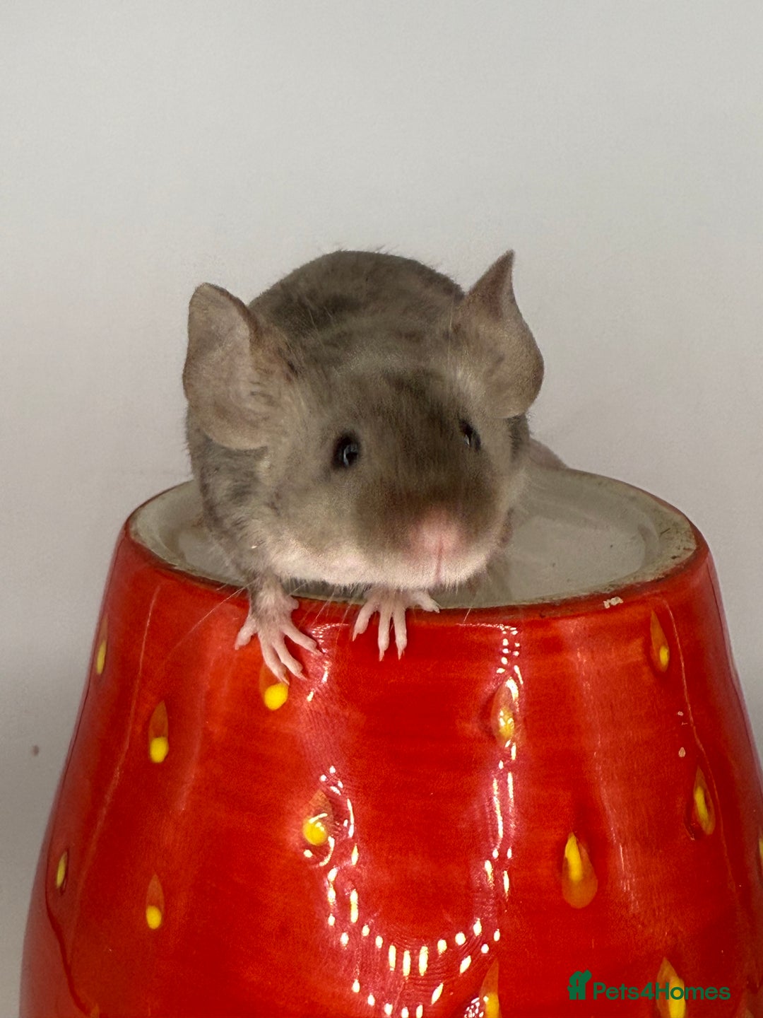 Mouse rodents for sale: Fancy mice - Image 1