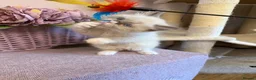 Ragdoll cats for sale: 💙 Stunning Purebred Ragdoll kittens  - Advert 11