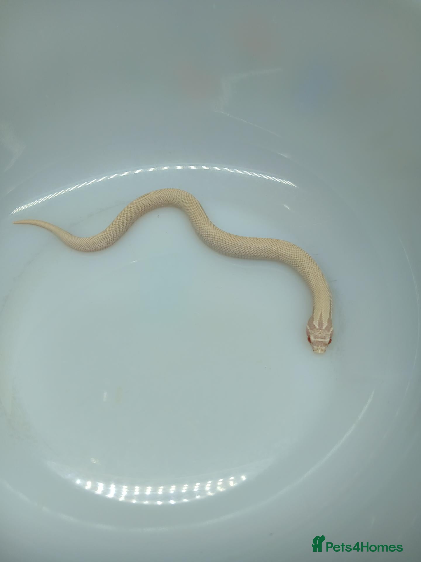 Snake reptiles Super Yeti Hognose  - Advert 7
