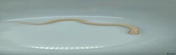 Snake reptiles for sale: Super Yeti Hognose  in Middlesbrough - Advert 1