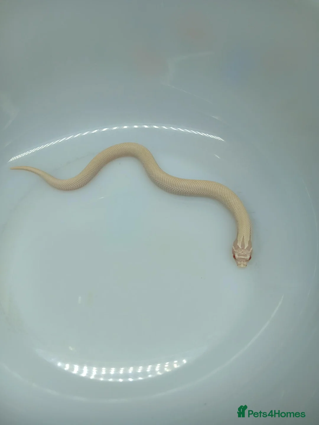 Snake reptiles for sale: Super Yeti Hognose  in Middlesbrough - Advert 1