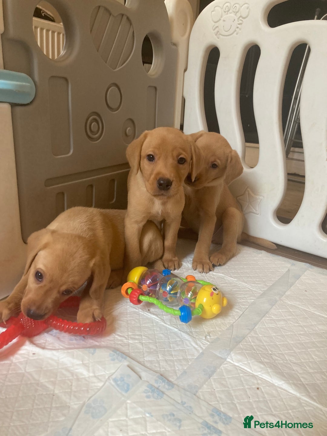 Labrador Retriever dogs for sale: KC registered Fox Red Labrador pup (last girl)🐾 in Saltcoats - Image 11