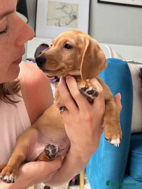 Miniature Dachshund dogs Well-Socialised Puppy – Ready for His Forever Home - Advert 1