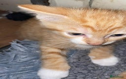 Mixed Breed cats for sale: Cute Adorable Kittens for Sale - Image 26