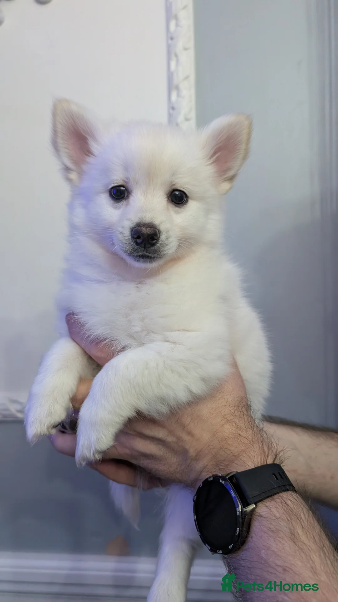 Pomchi dogs for sale: Pomchi puppy's  - Advert 9