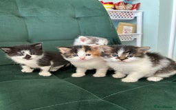 British Longhair cats for sale: Fluffy little angels  - Image 4