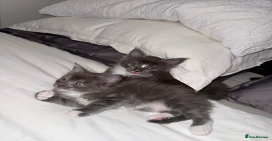 Maine Coon cats Stunning Maine Coon Litter Of Kittens Ready Now - Advert 13