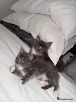 Maine Coon cats Stunning Maine Coon Litter Of Kittens Ready Now - Advert 13