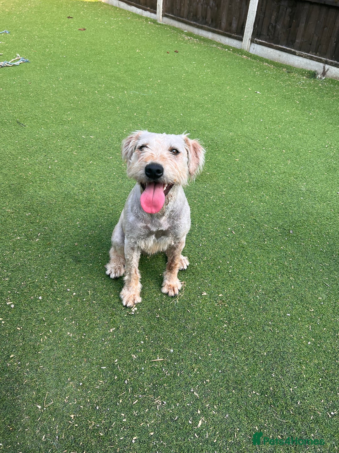 Soft Coated Wheaten Terrier dogs for sale: Irish Wheaton terrier  - Image 9