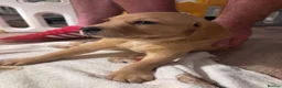 Goldador dogs for sale: Goldador with a dash of dalmation  - Advert 22
