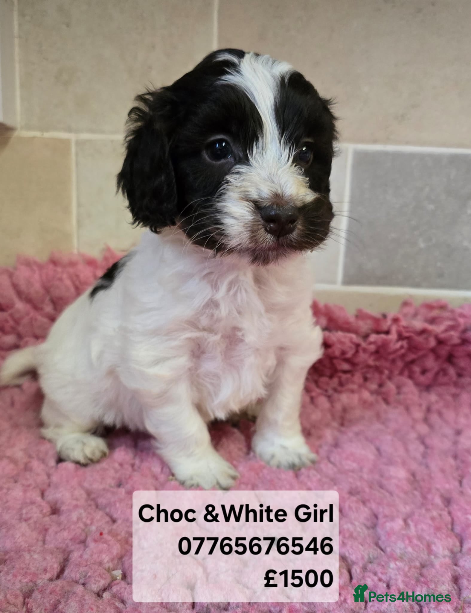 Cockapoo dogs Quality Cockapoo Puppies Licenced Domestic Breeder - Advert 6