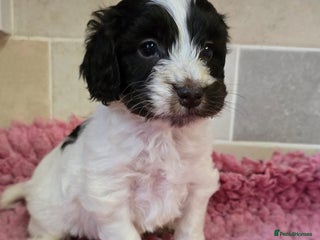 Cockapoo dogs Quality Cockapoo Puppies Licenced Domestic Breeder - Advert 6