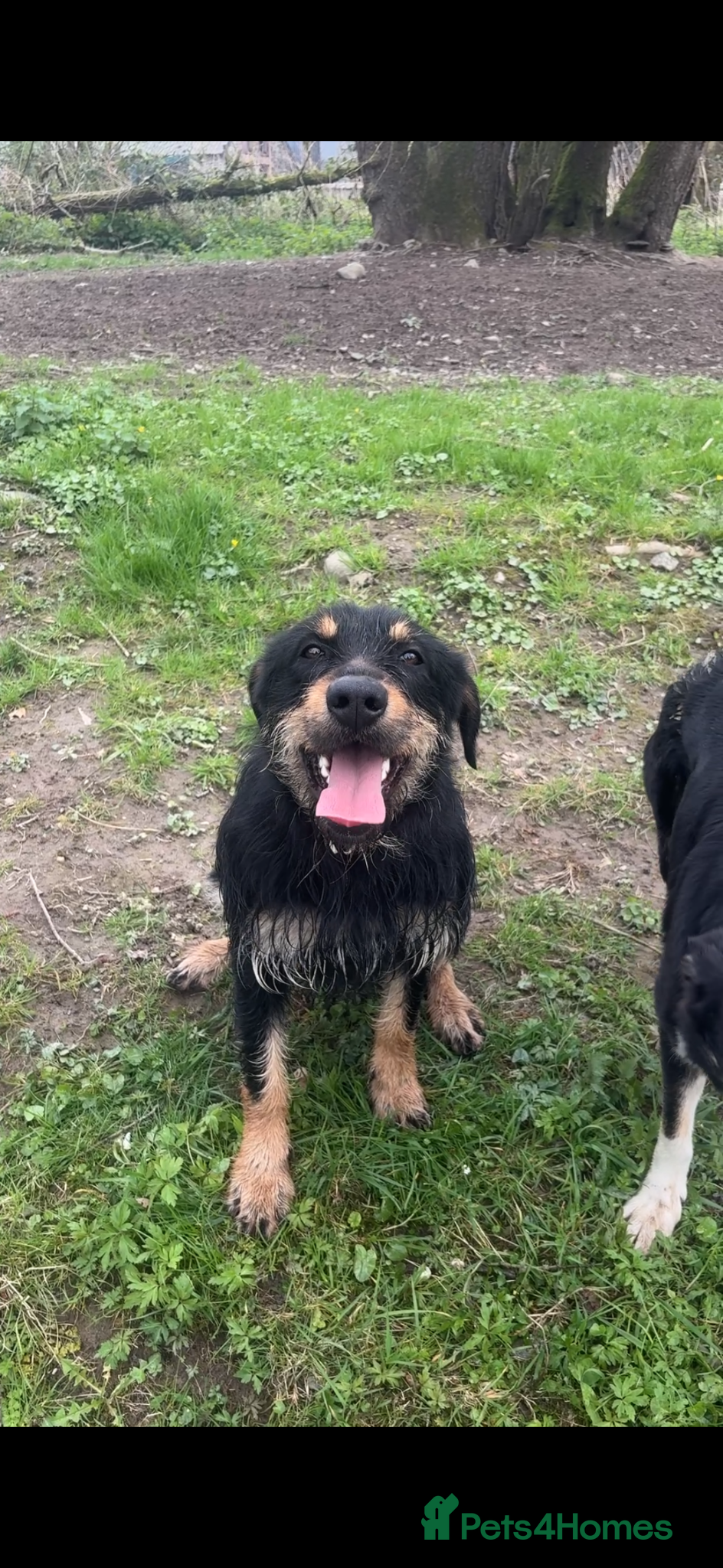 Huntaway dogs Velma - Advert 6