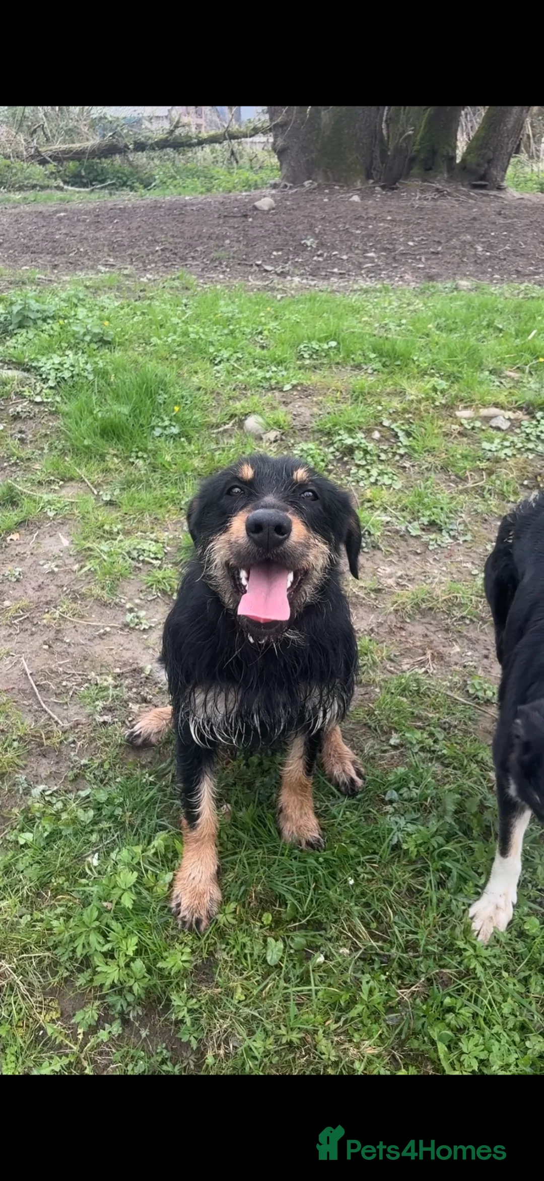 Huntaway dogs for sale: Velma - Advert 1