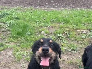 Huntaway dogs Velma - Advert 17