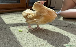 Chickens poultry for sale: 15 week old Cockerel for sale - Image 3