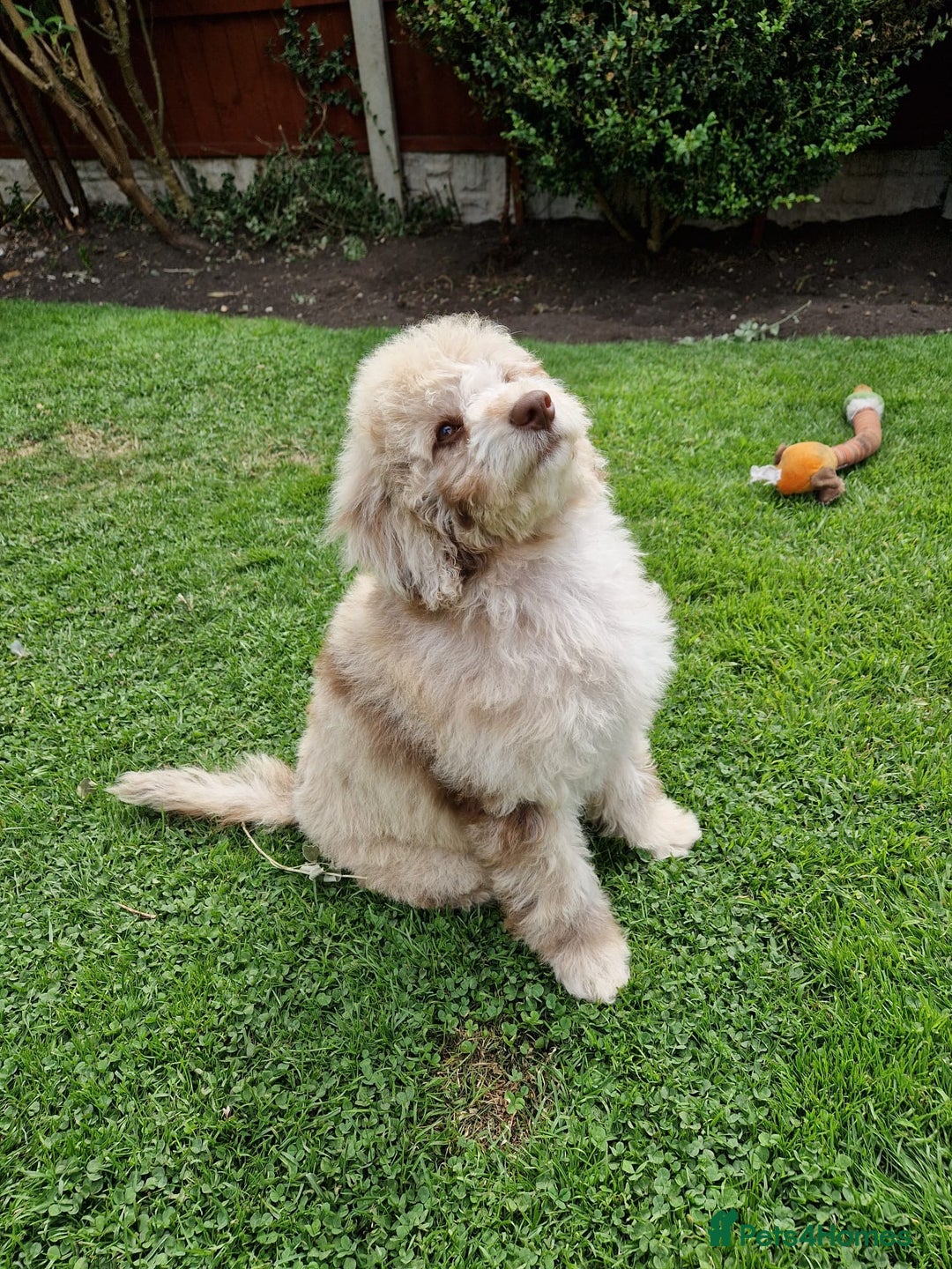 Cockapoo dogs for sale: Cockerpoo girl 11weeks old  - Image 23