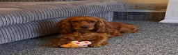 Cocker Spaniel dogs for sale: Jarvis !! - Advert 1