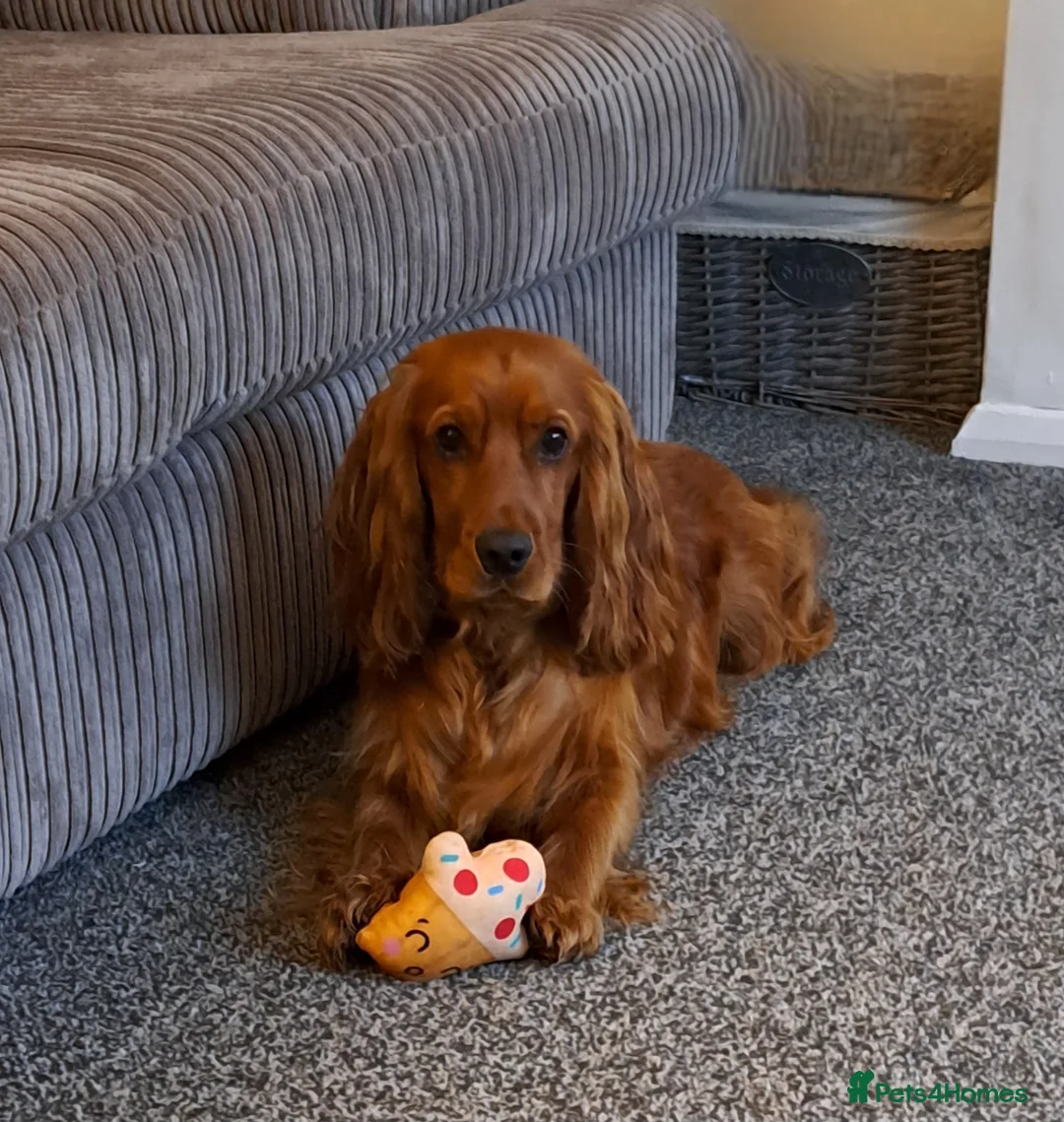 Cocker Spaniel dogs for sale: Jarvis !! - Advert 1