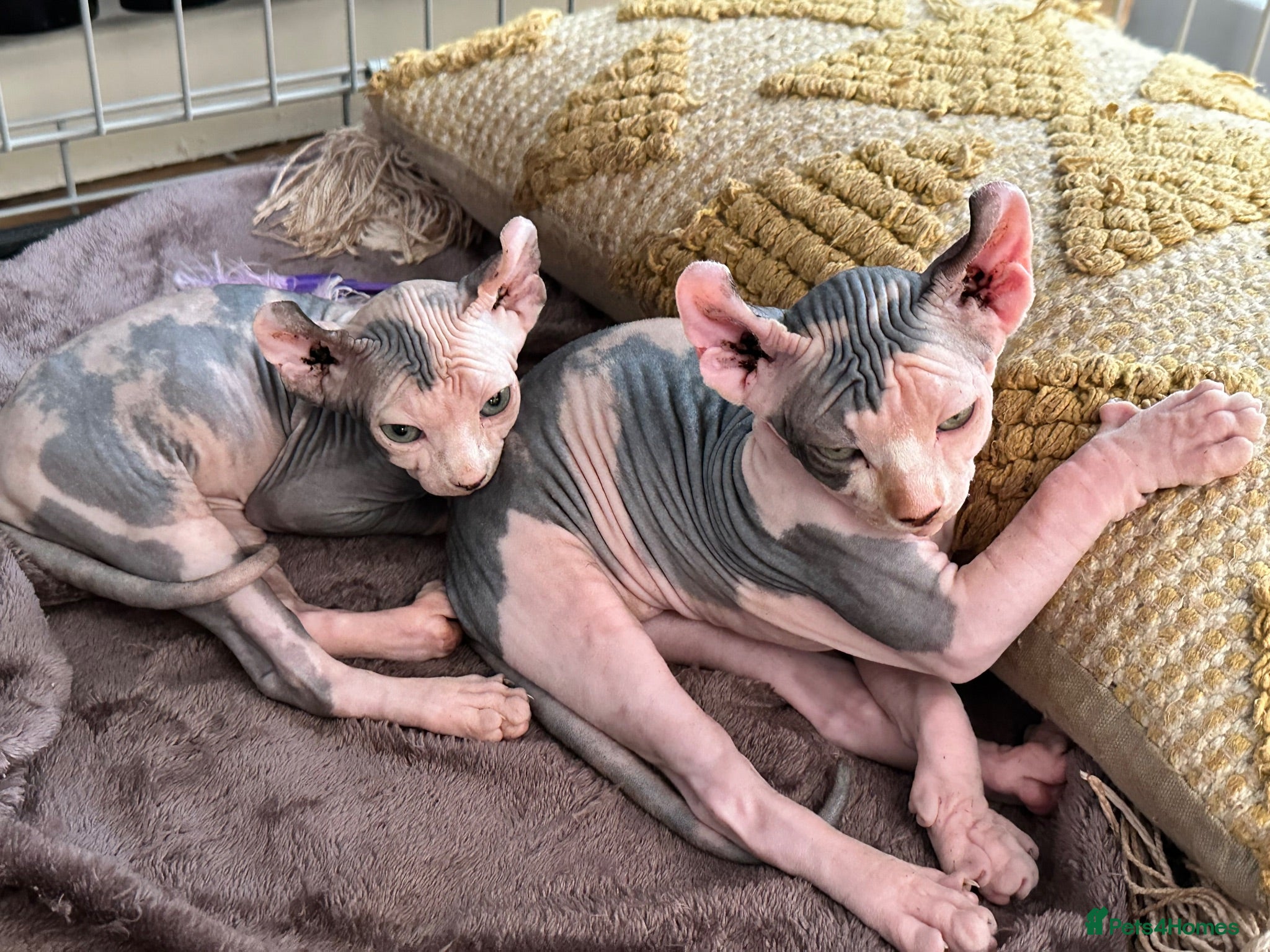 Sphynx cats Adorable sphinx kittens - Advert 2