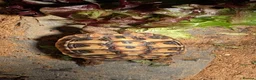 Hermann Tortoise reptiles for sale: Hermann Female tortoise  - Advert 4