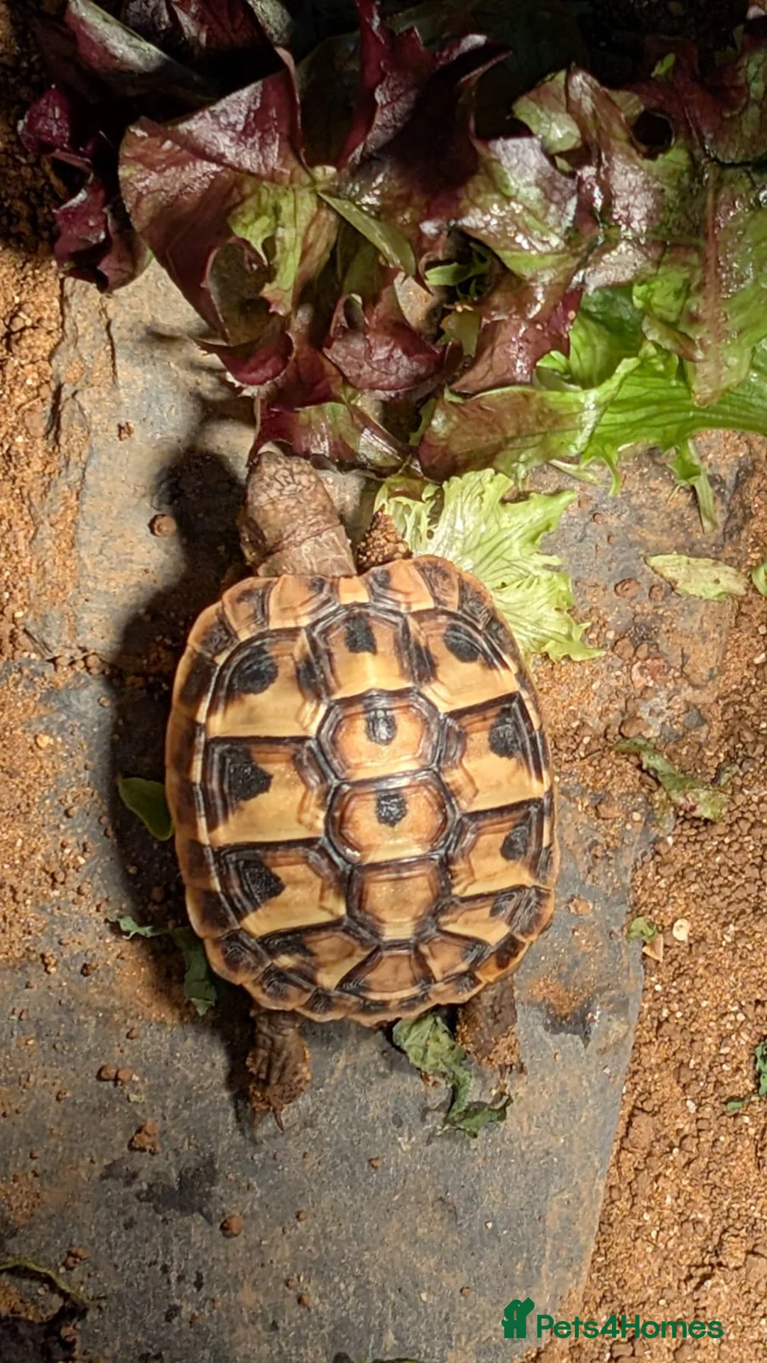 Hermann Tortoise reptiles for sale: Hermann Female tortoise  - Advert 4