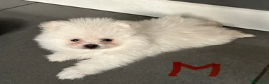 Pomeranian 2 Smaller Boy