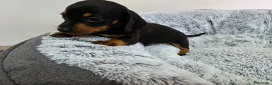 Dachshund 1