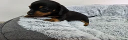 Dachshund dogs for sale: Beautiful Standard Dachshund Puppies  - Advert 5