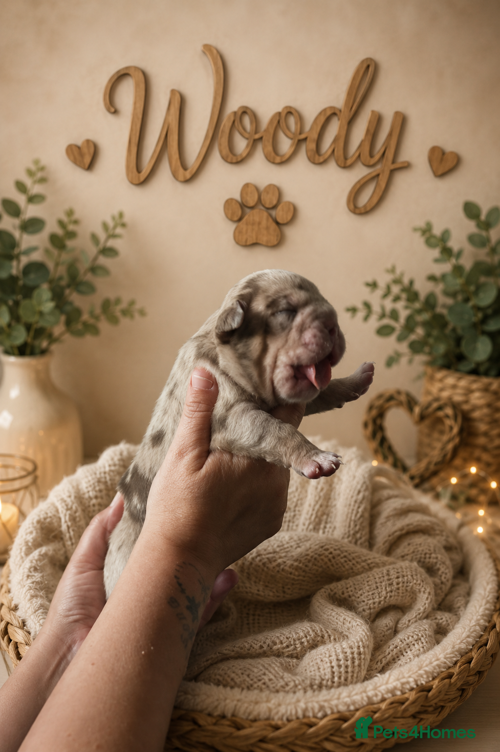 Dorset Olde Tyme Bulldogge dogs Beautiful olde English bulldog puppies 🔥 - Advert 2